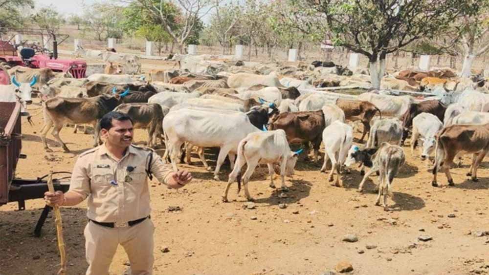 cow01.jpg