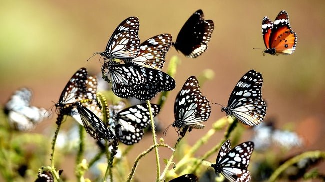 in-butterflies