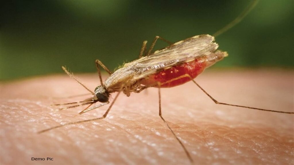 15_07_2024-malaria_news