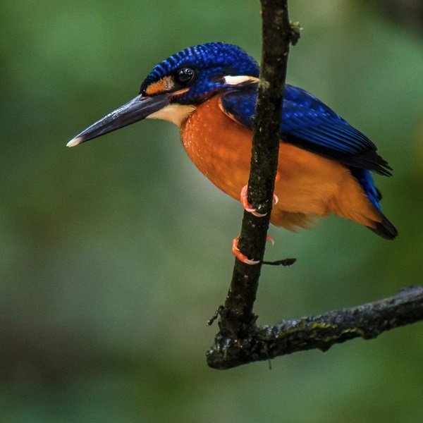 20240729150506_Blue Eared Kingfisher