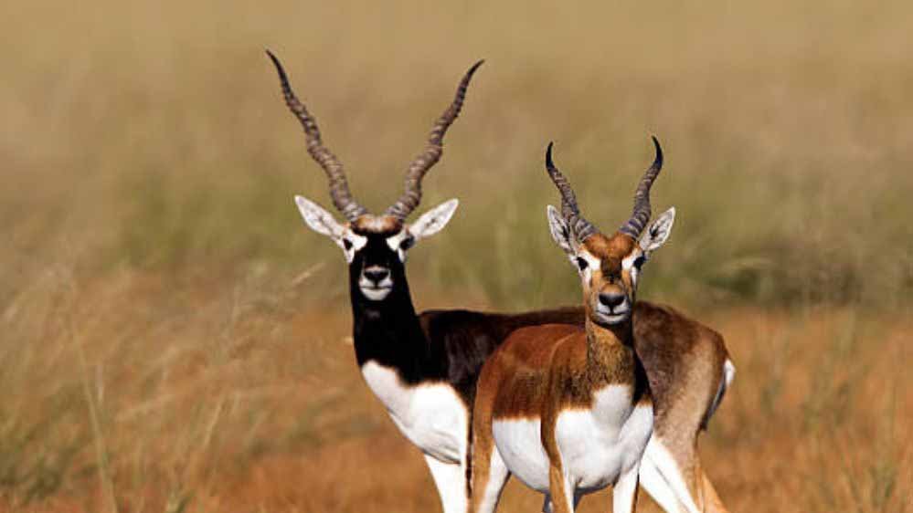 31A_62.jpg