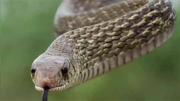 Snake_copy-1.jpg