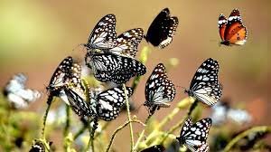 images (5)