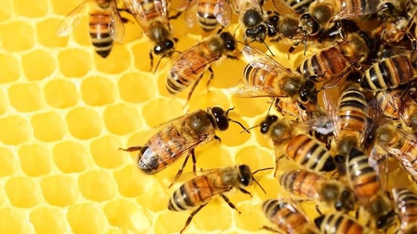 20240818142150_honey bee