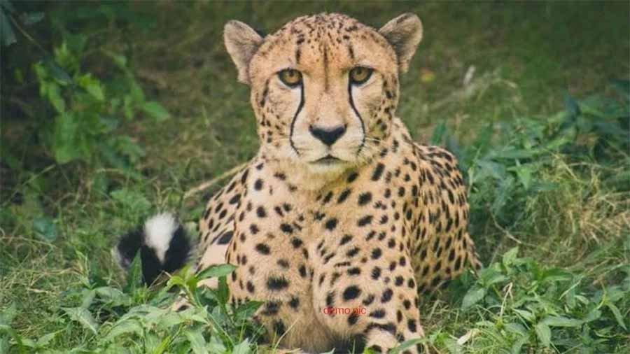 chital1.jpg