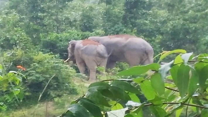CG : हाथियों के दल ने ग्रामीणों के फसलो को पहुंचाया नुकसान