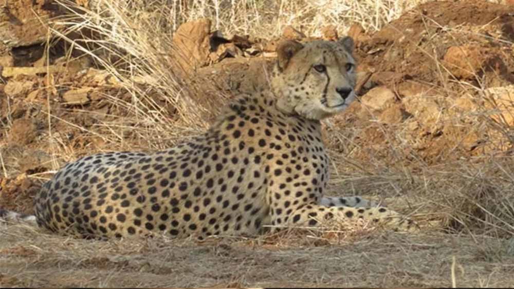 cheeta.jpg