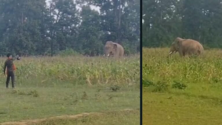 elephant-1024x576