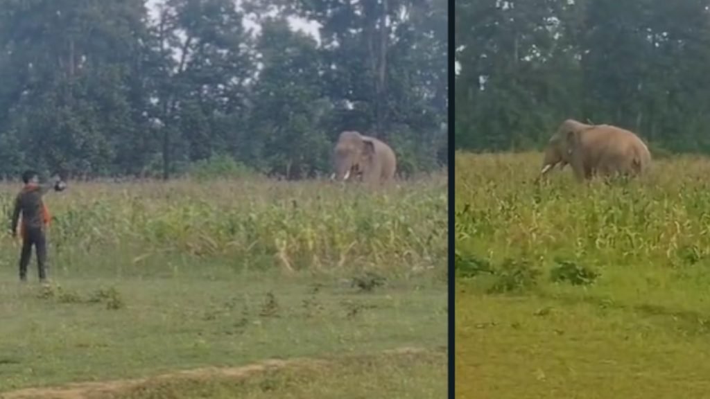 elephant-1024x576