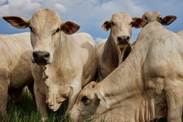 cow_cow_40_4-1.jpg