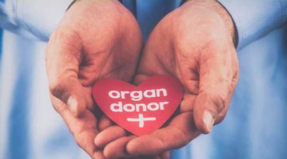 organ.jpg