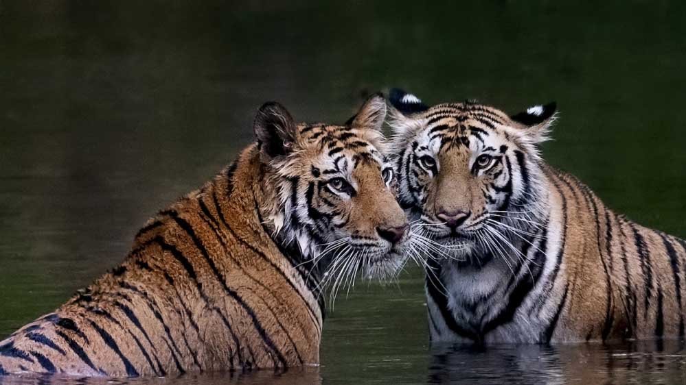 tiger_52_5-2.jpg