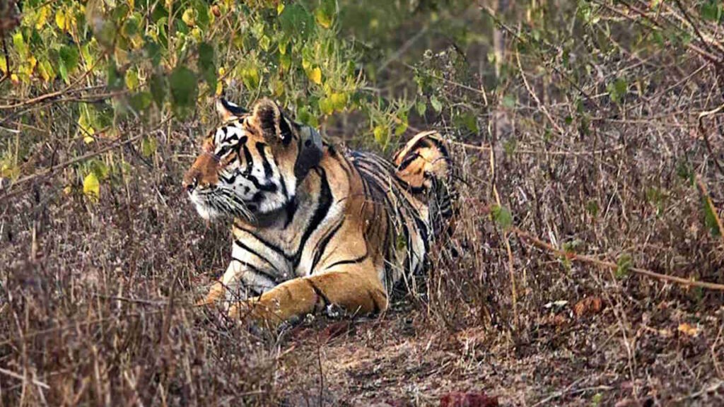 tiger-1