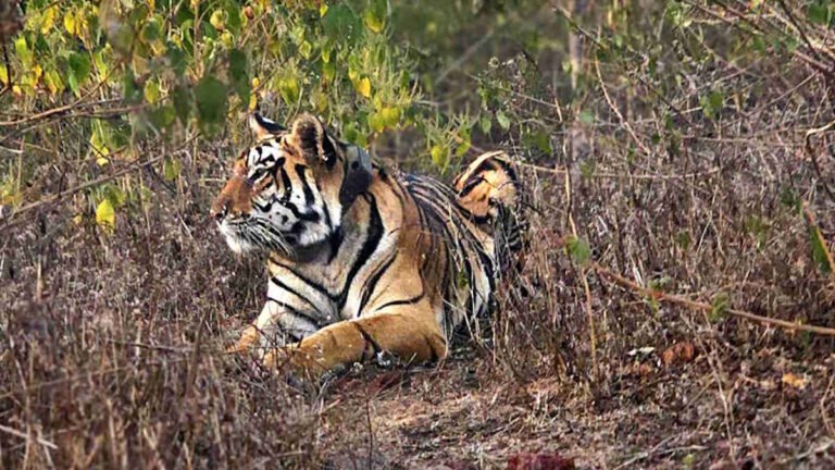 tiger-1