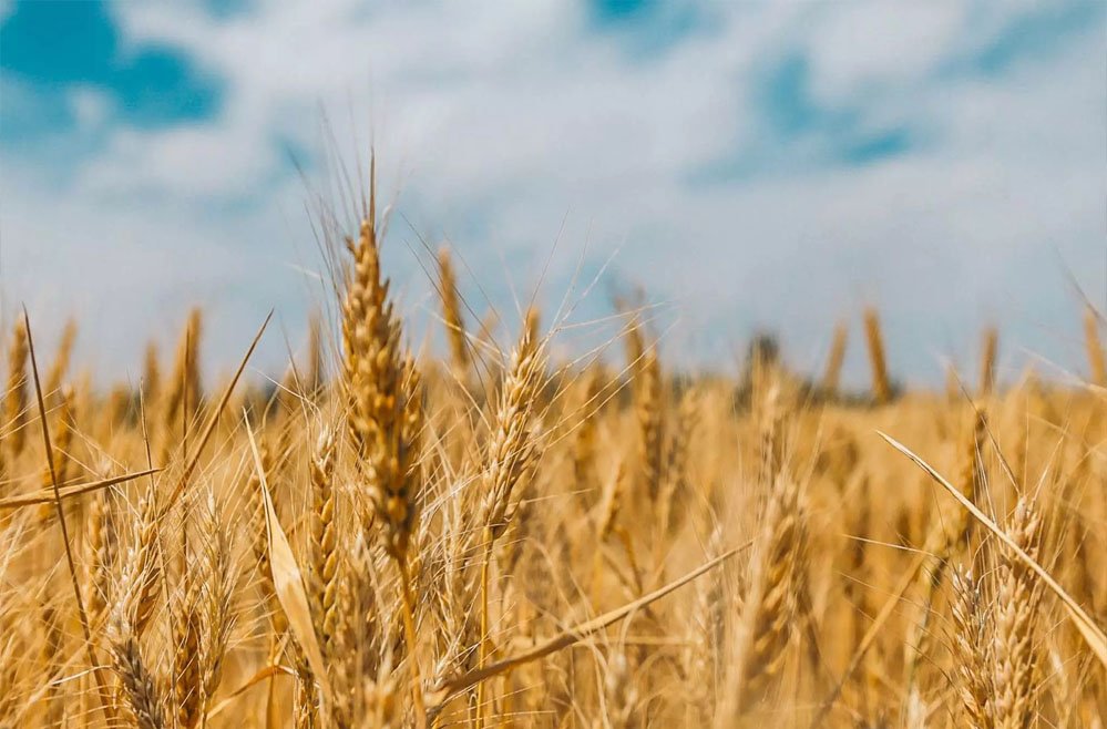 wheat_76_1-2.jpg