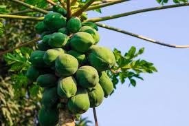 शुगर के मरीजों के लिए रामबाण इलाज साबित होगा ये कच्चा फल