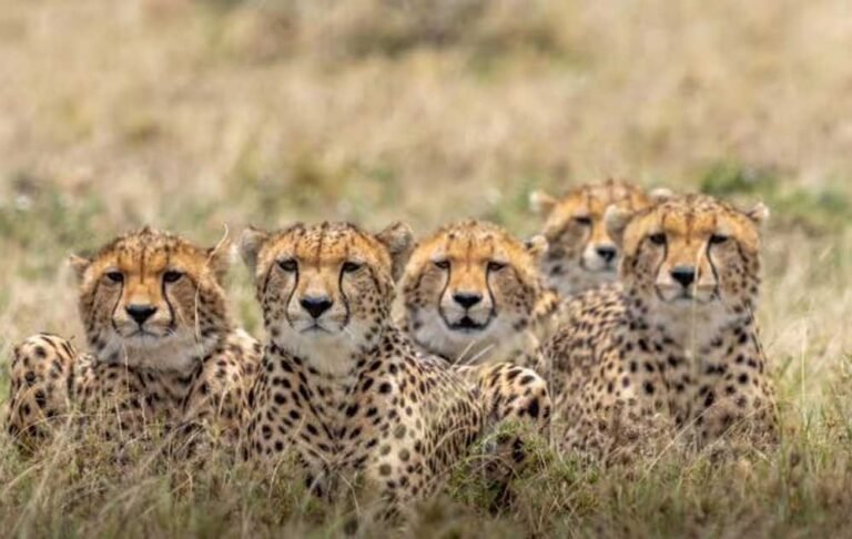 cheetah_safar_4A_121_1-1.jpg
