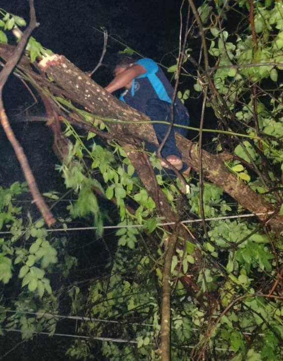 20240613191515_jungle me bijli