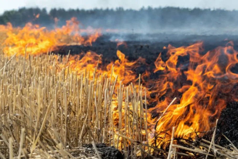 praali_fire77_5_16-1.jpg