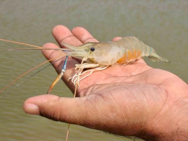 20250714131738_jhinga