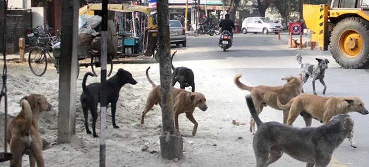 DOGS-IMAGE