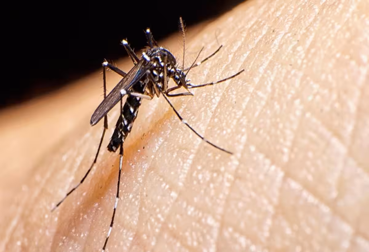 fly mosquito