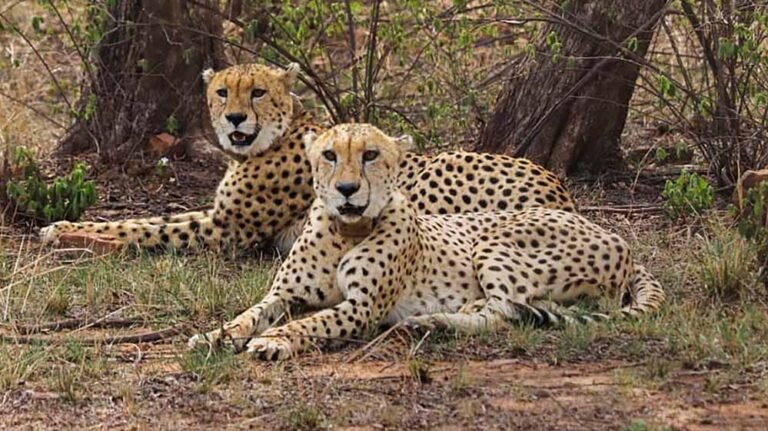 cheetahs5_1.jpg