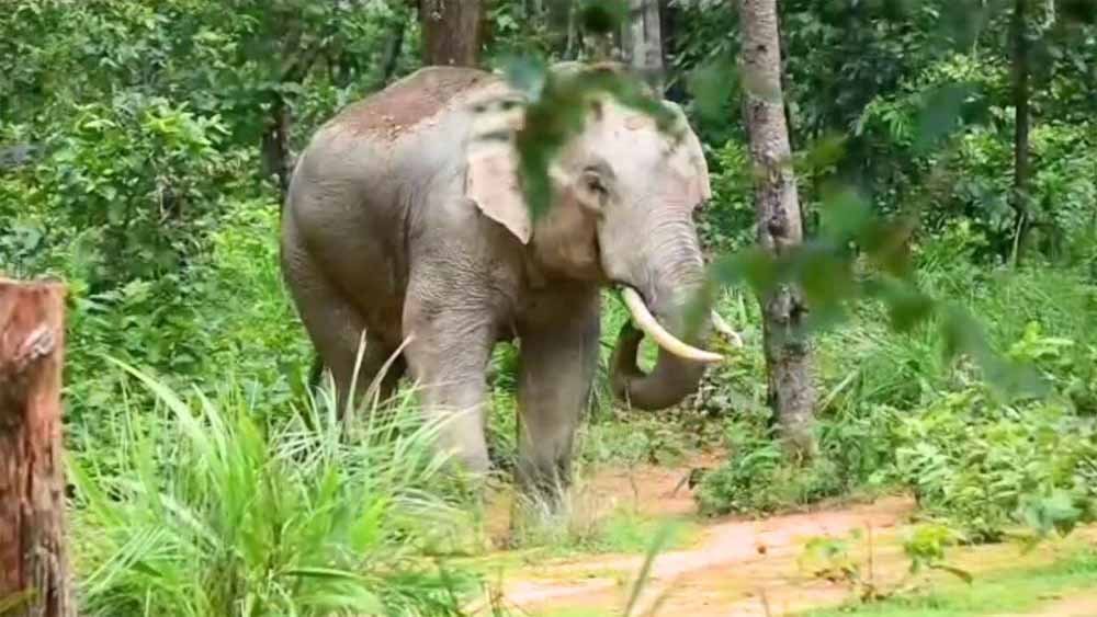 elephent.jpg