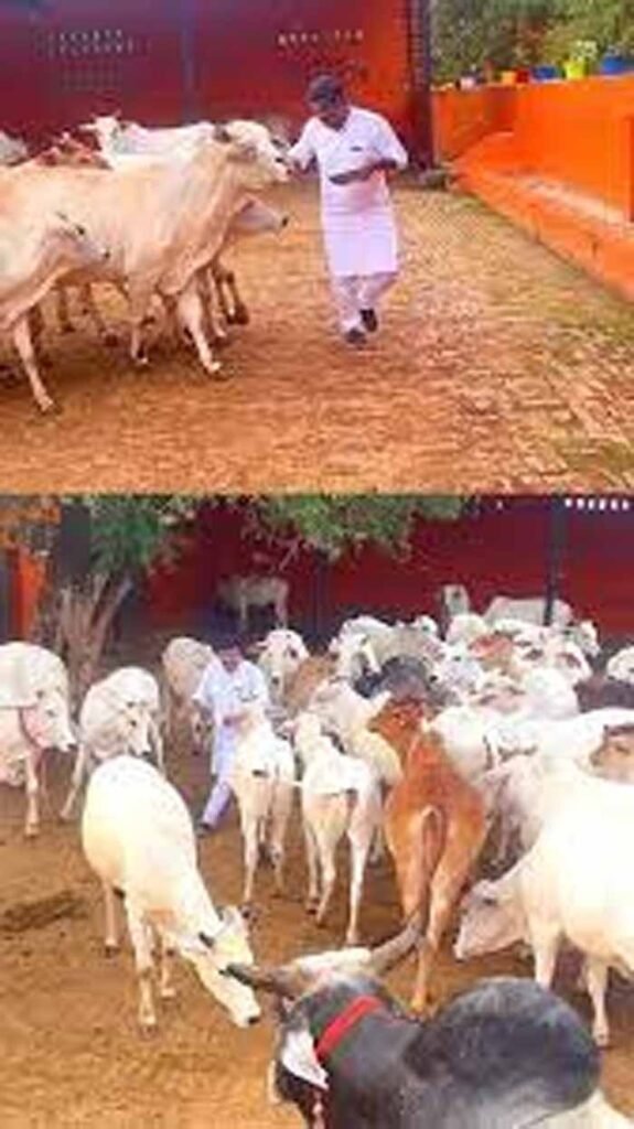cow2.jpg