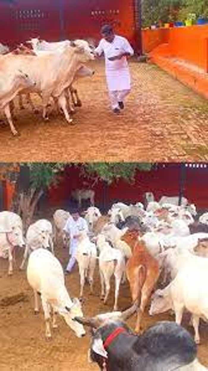 cow2.jpg