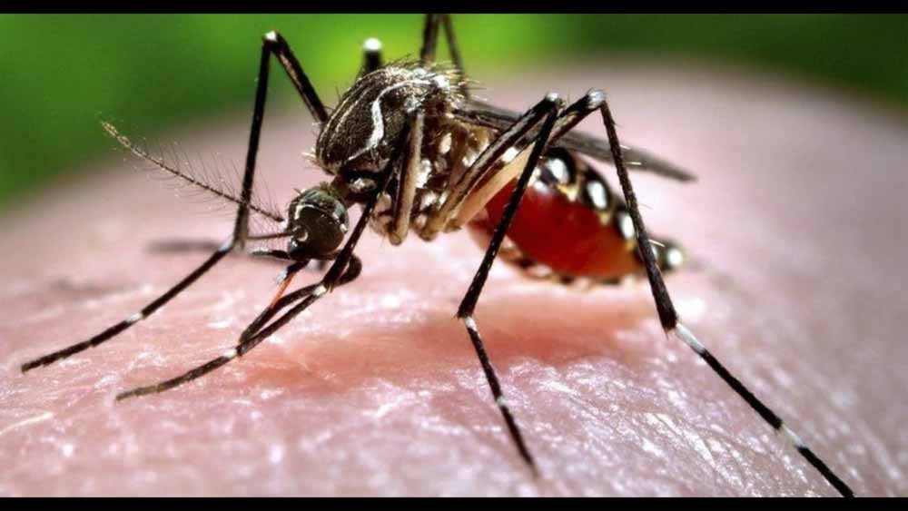 zika1.jpg