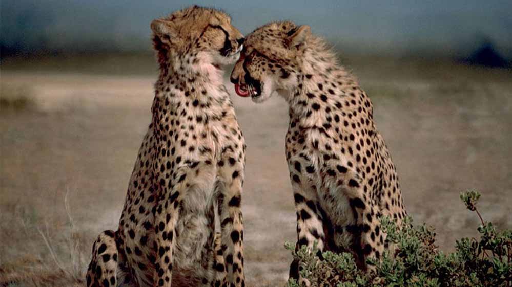 cheetahs5_5.jpg