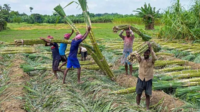 ganna_kisan.jpg