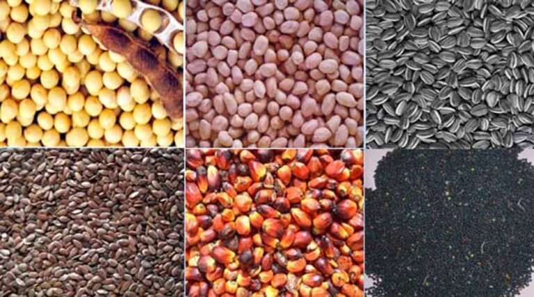 oil_seed1.jpg