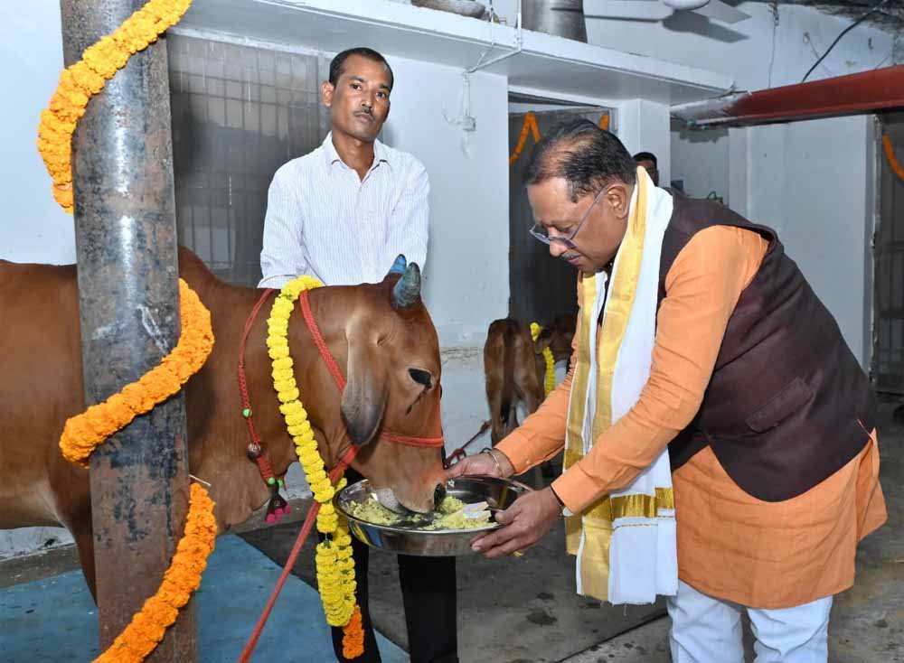 cow1-1.jpg