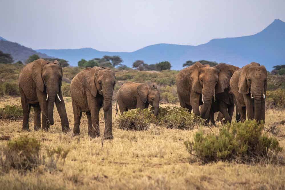 elephants_63_3.jpg