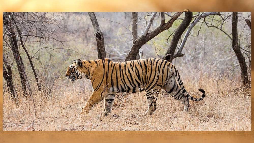 tiger_A_102_3.jpg