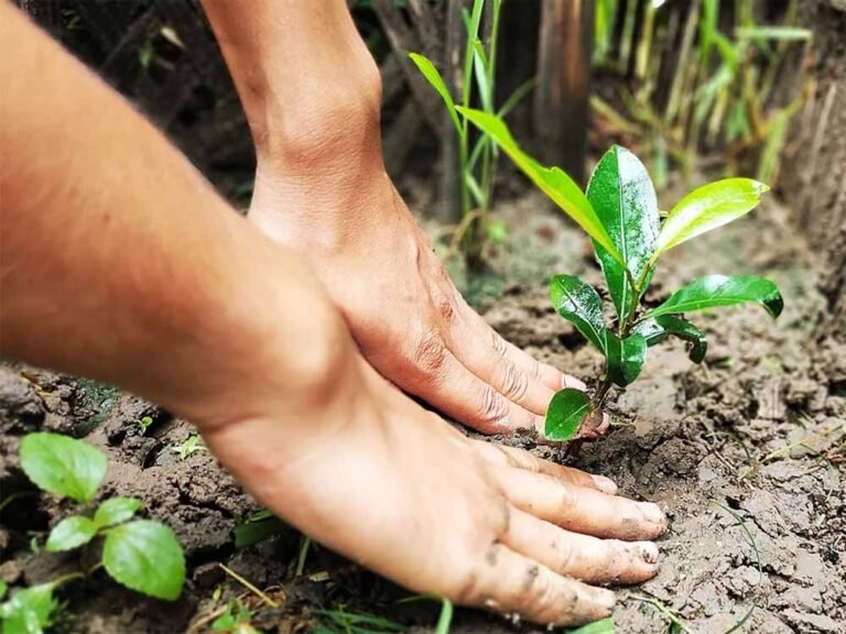 plant1.jpg