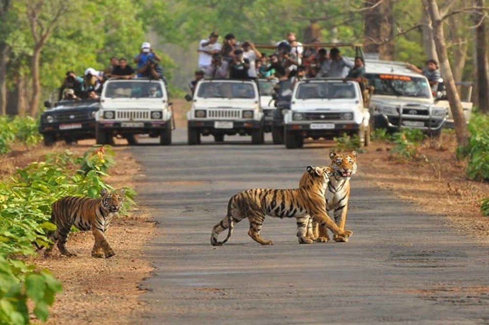 Tiger_ReserveA_92_3-1.jpg