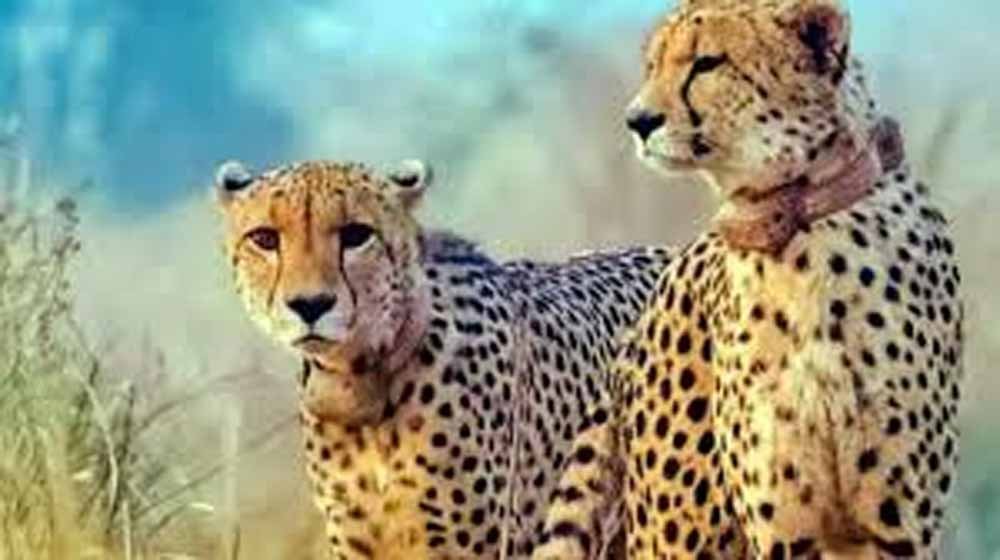 cheeta1-1.jpg