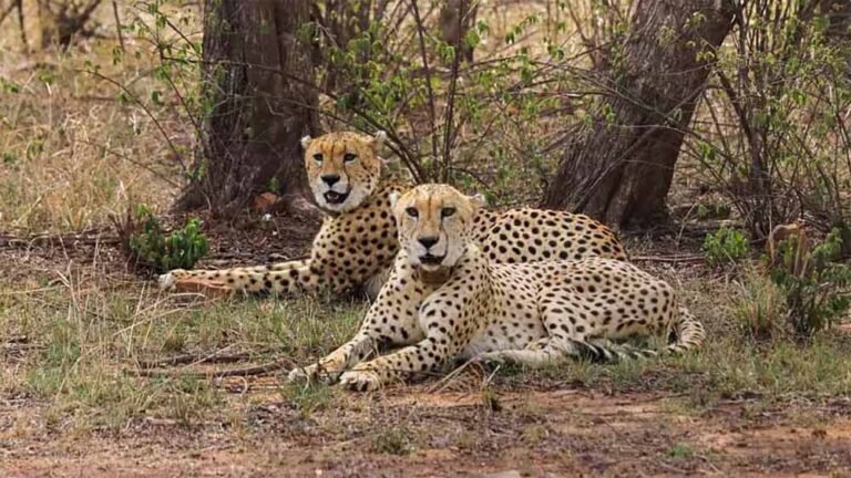 cheeta1.jpg