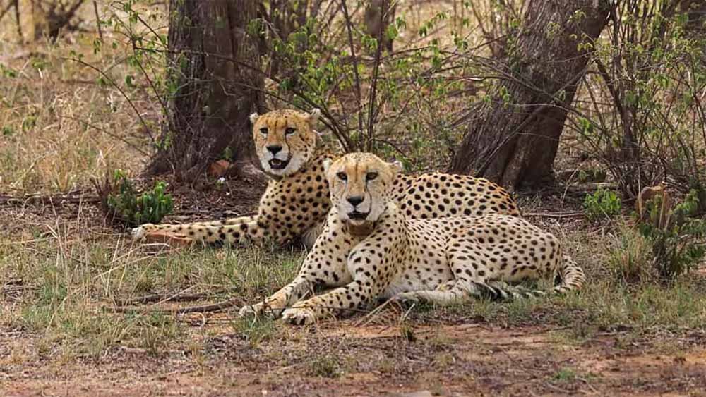 cheeta1.jpg