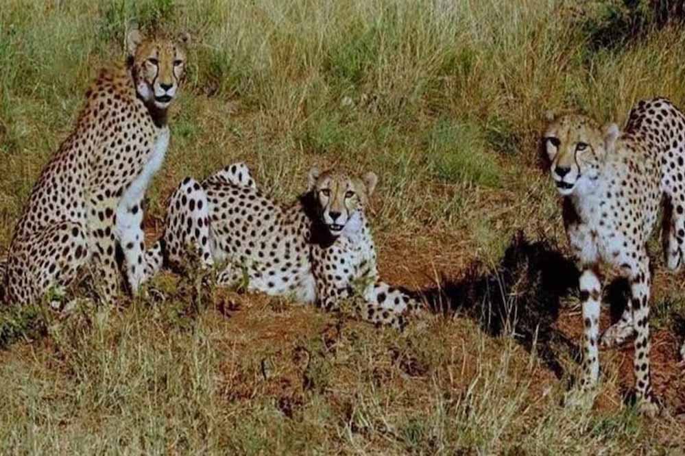 cheetah_33_1-1.jpg