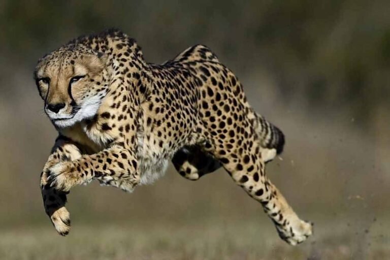 cheetah_33_3.jpg