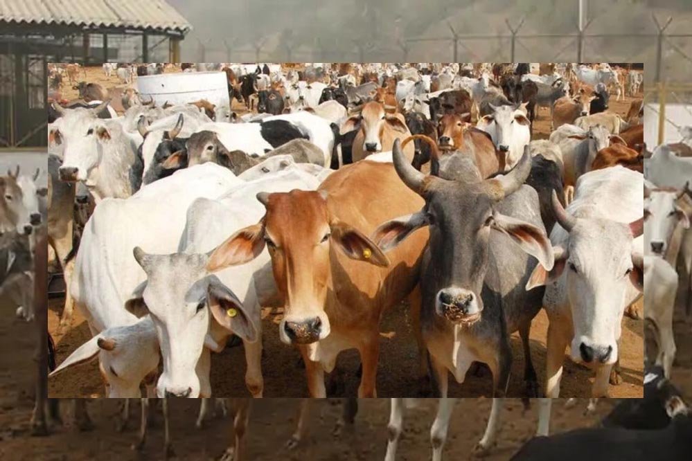 cow_141_2.jpg