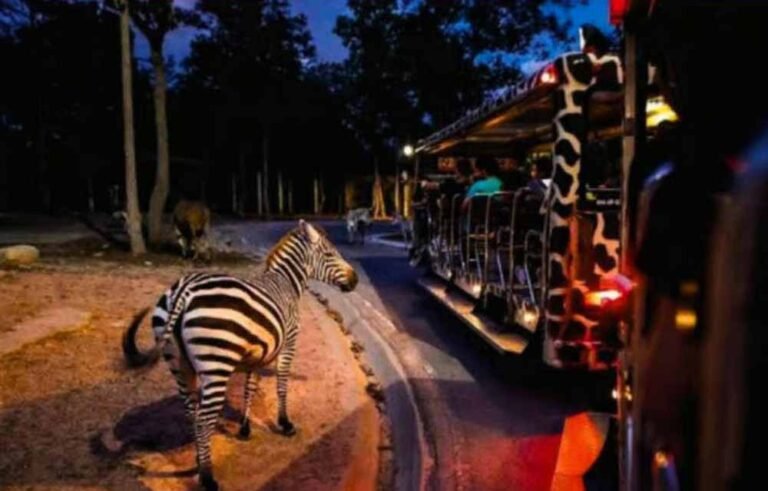 night_safari1.jpg