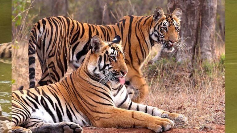 tiger_52_4.jpg