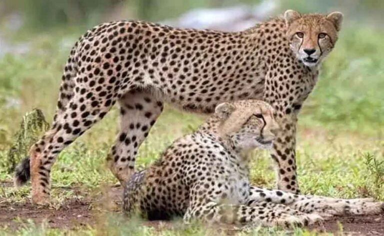 cheeta1.jpg