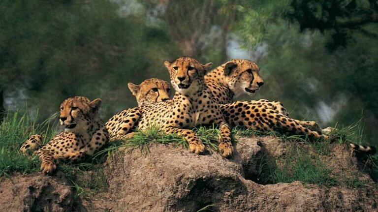 cheetahs5_2.jpg