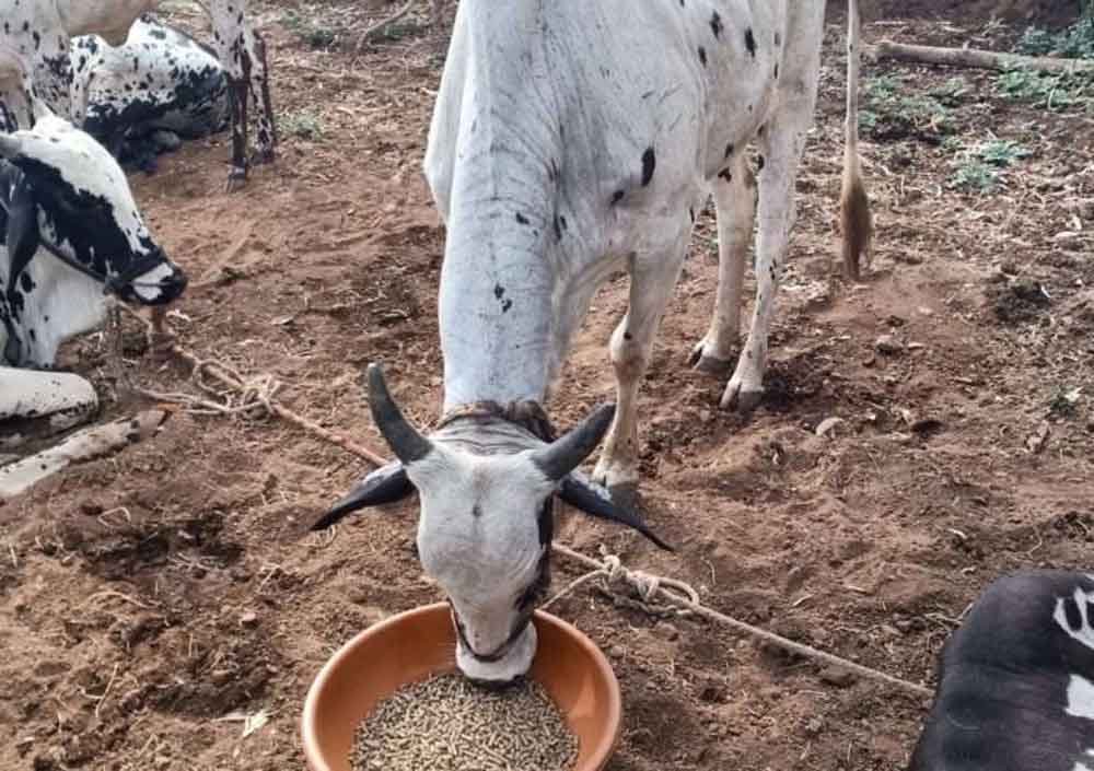 pashu.jpg